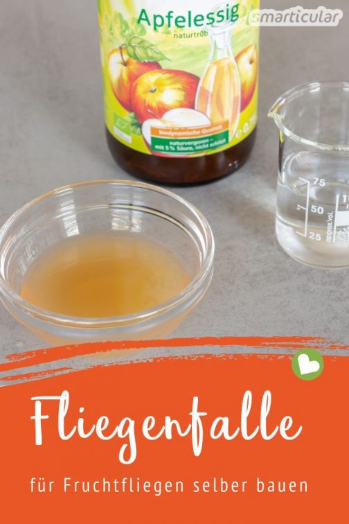 Fruchtfliegenfalle selber bauen du brauchst nur zwei Zutaten