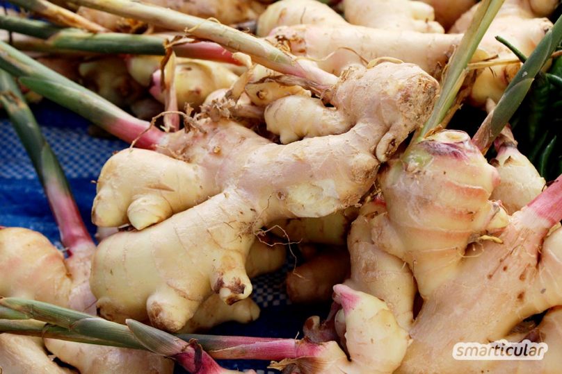 Wer keinen eigen Garten hat, muss auf den Anbau des eigenen Gemüses nicht verzichten. Viele Gemüsesorten lassen sich problemlos auch in der Wohnung ziehen.