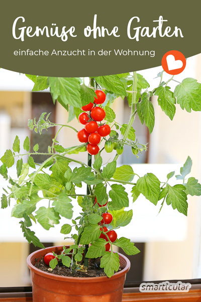 Wer keinen eigen Garten hat, muss auf den Anbau des eigenen Gemüses nicht verzichten. Viele Gemüsesorten lassen sich problemlos auch in der Wohnung ziehen.