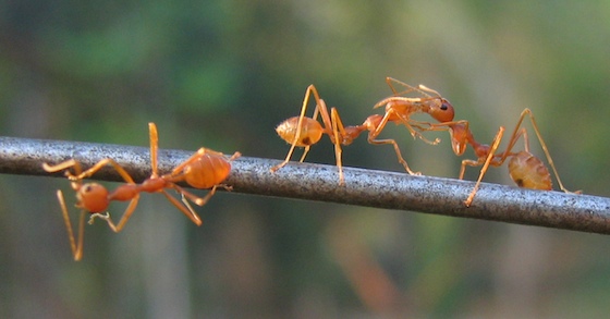 Diese natürlichen Hausmittel helfen gegen Ameisen