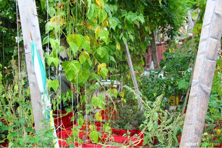 3 Wege in "fremden" Gärten zu sähen und zu ernten
