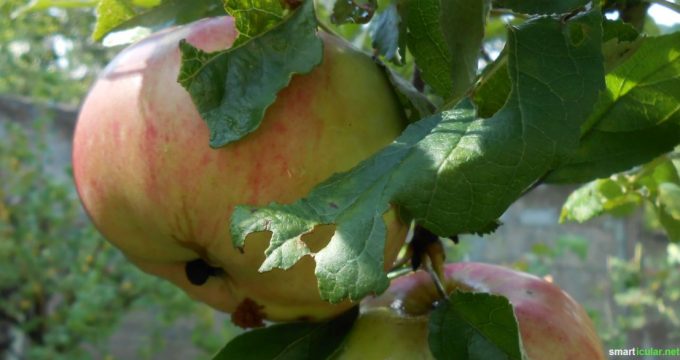 Trockene & fettige Haut behandeln mit einer natürlichen Apfelmaske