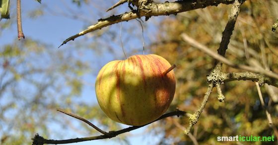 Der Apfel – eine vielseitig verwendbare Frucht