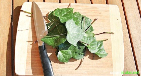 From ivy leaves you can easily create a detergent for both dishes and laundry. Biological, effective and almost free!