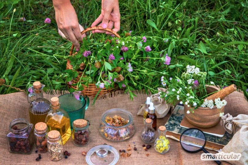 Entdecke kostenlose Superfoods vor deiner Tür! Mit diesen Tipps wird deine Kräuterwanderung zu einer sicheren und erlebnisreichen Erfahrung.