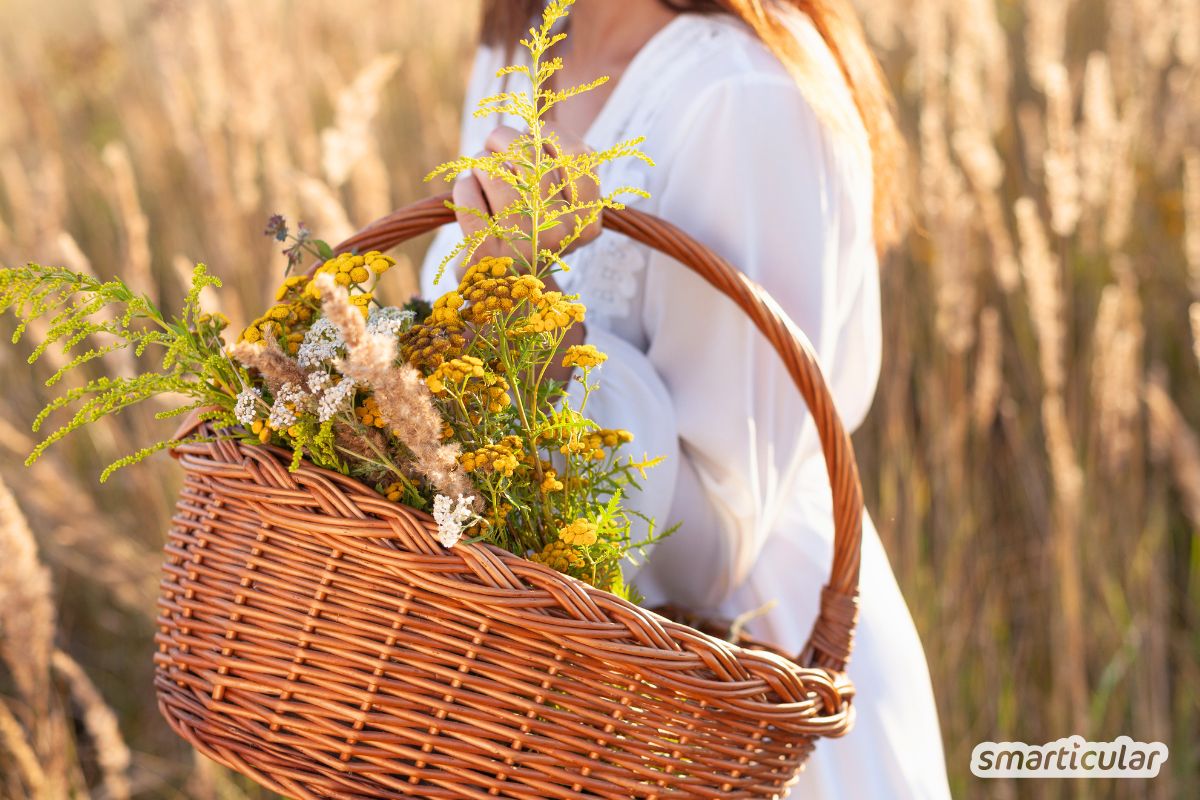 Entdecke kostenlose Superfoods vor deiner Tür! Mit diesen Tipps wird deine Kräuterwanderung zu einer sicheren und erlebnisreichen Erfahrung.