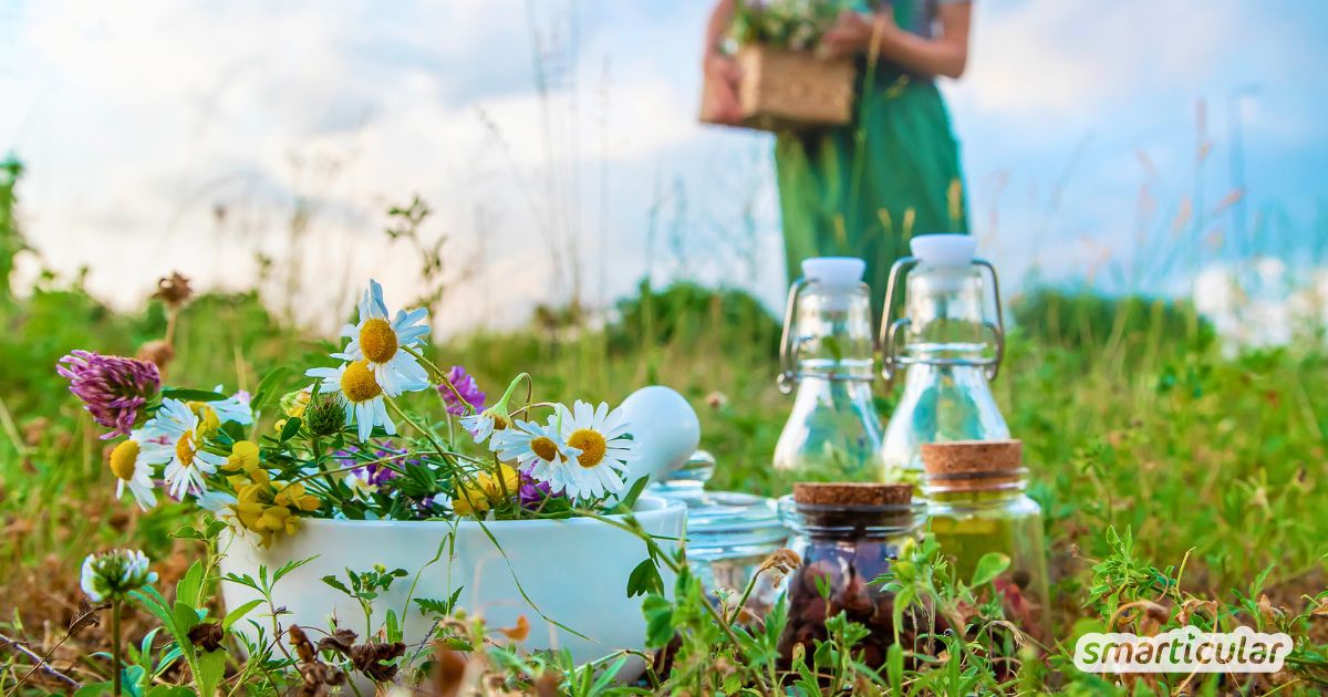 Entdecke kostenlose Superfoods vor deiner Tür! Mit diesen Tipps wird deine Kräuterwanderung zu einer sicheren und erlebnisreichen Erfahrung.