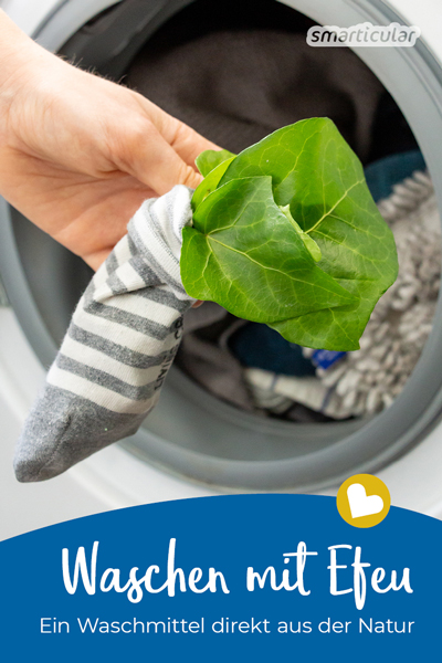 Durch das Waschen mit Efeu wird die Umwelt nicht belastet und die Wäsche wird schonend, gründlich und völlig kostenlos gereinigt. Waschmittel direkt aus der Natur!