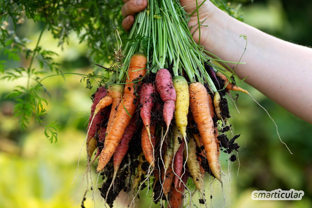 Es lohnt sich, alte, robuste und schmackhafte Obst- und Gemüsesorten zu erhalten. Vermehre und teile dafür Saatgut alter Sorten aus deinem Garten!