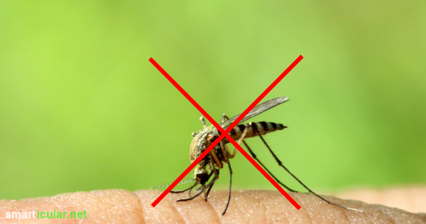 Natürliche Insektenabwehr ist nicht so leicht. Wir haben dutzende Mittel und berüchtigte Lifehacks getestet! Diese 9 Methoden halten dir Mücken vom Leib!