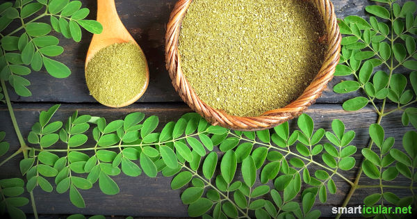 Moringa ist ein fantastisches Nahrungsmittel reich an vielen wichtigen Nährstoffen. Moringa-Bäumchen kannst du sogar daheim züchten!