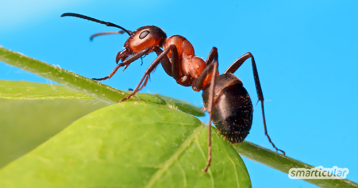 Machen sich Ameisen in der Küche, auf dem Balkon oder der Terrasse breit? Mit diesen natürlichen Mitteln vertreibst du sie und hältst du sie fern.