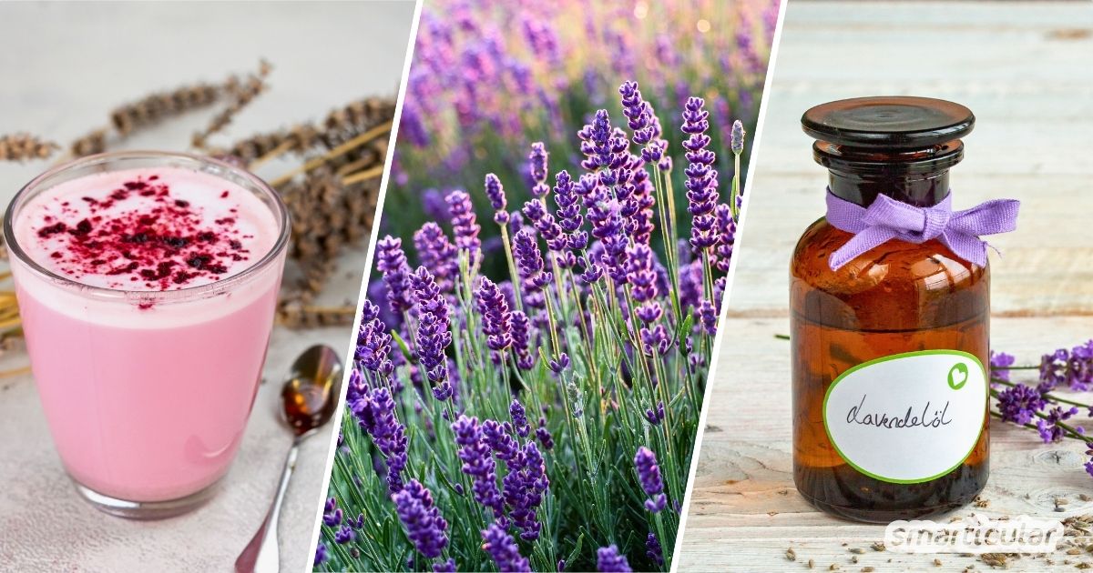 Nur wenige Pflanzen sind so vielfältig! Erfahre wie vielseitig du Lavendel verwenden kannst - für Kosmetik, in der Küche und vieles mehr.