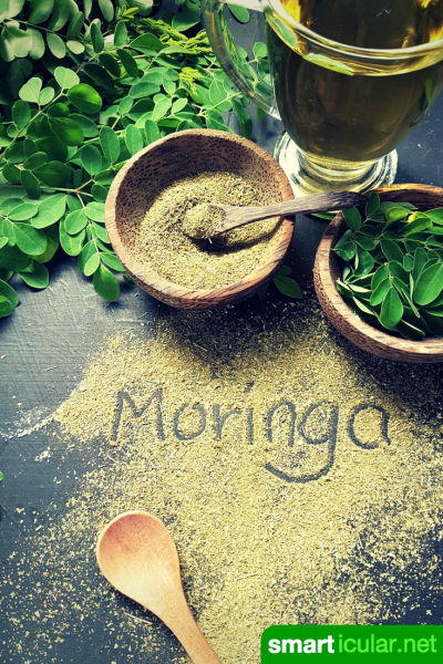 Moringa ist ein fantastisches Nahrungsmittel reich an vielen wichtigen Nährstoffen. Moringa-Bäumchen kannst du sogar daheim züchten!