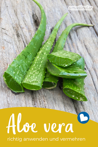 Die Aloe vera ist eine erstaunliche Pflanze mit vielen heilenden Wirkungen. Die wichtigsten Anwendungsgebiete, Tipps zum Anbau und Vermehren dieser Pflanze!