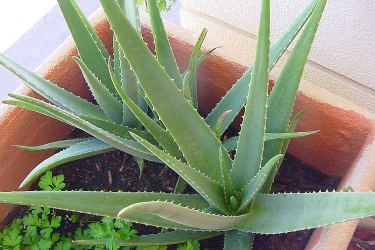 Die Aloe vera ist eine erstaunliche Pflanze mit vielen heilenden Wirkungen. Die wichtigsten Anwendungsgebiete, Tipps zum Anbau und Vermehren dieser Pflanze!