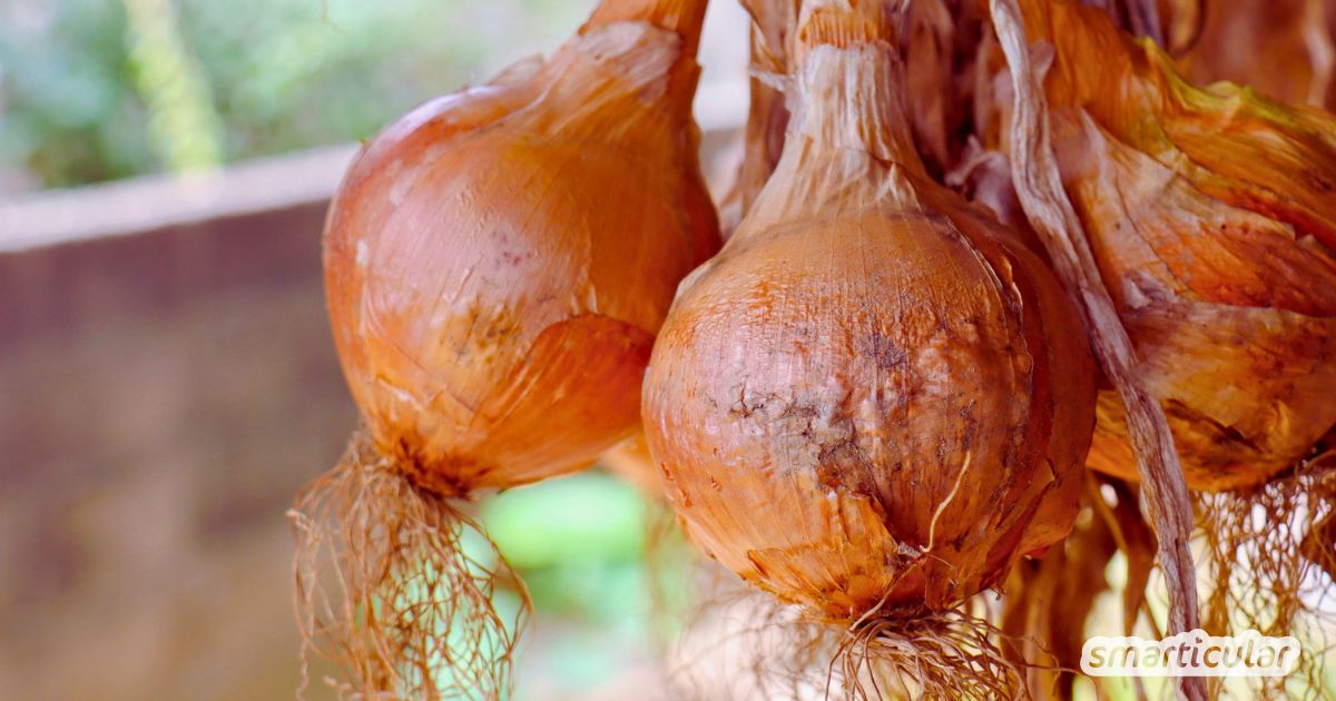 Die Zwiebel ist weit mehr als ein Küchengewürz. Entdecke, wie das heimische Superfood gegen Husten, Entzündungen und Schmerzen hilft.