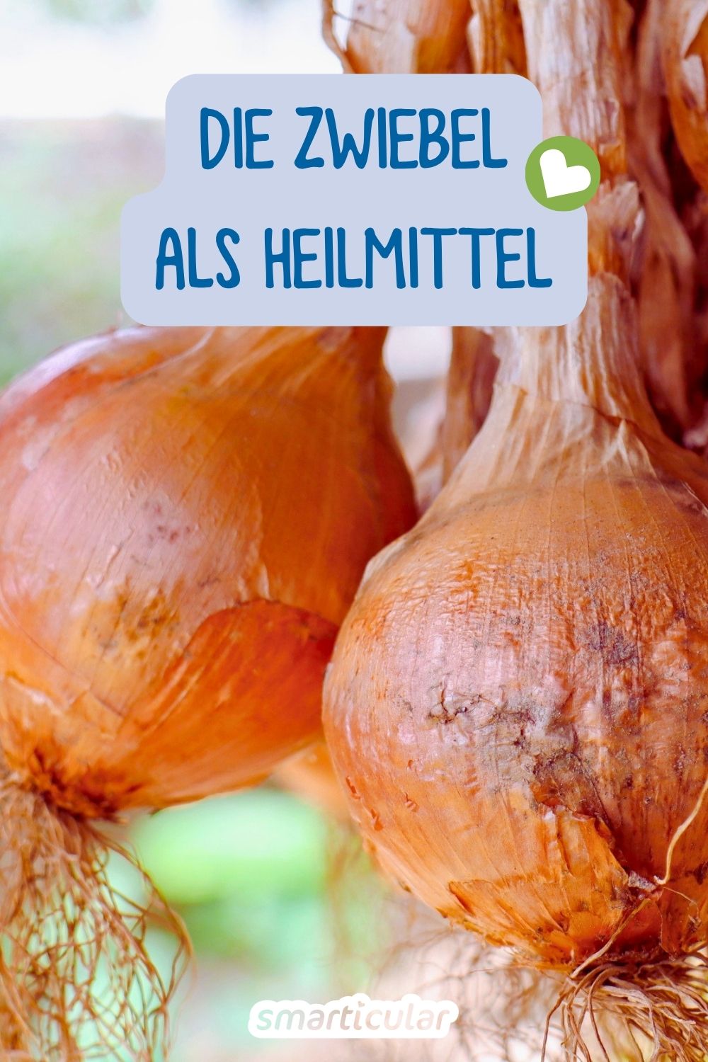 Die Zwiebel ist weit mehr als ein Küchengewürz. Entdecke, wie das heimische Superfood gegen Husten, Entzündungen und Schmerzen hilft.