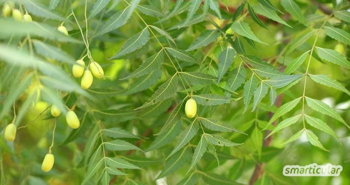 Der Niem- oder auch Neembaum ist als Wunderbaum bekannt. Er bietet natürliche Zahnbürsten und hilft bei 40 Krankheiten! Du kannst ihn sogar daheim anbauen!