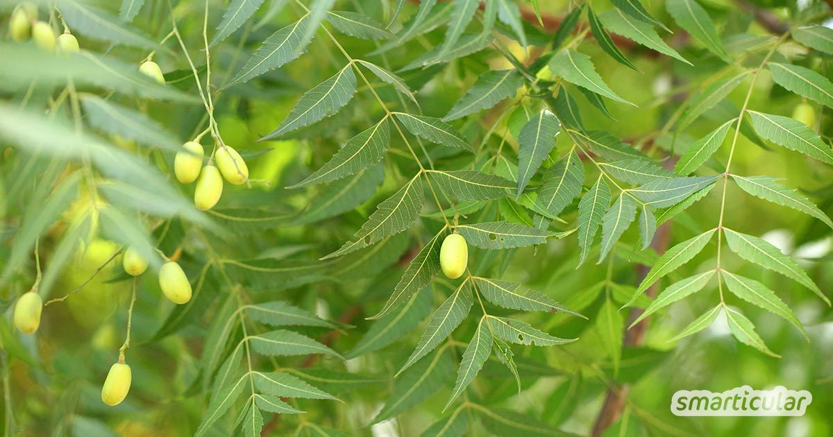 Der Niem- oder auch Neembaum ist als Wunderbaum bekannt. Er bietet natürliche Zahnbürsten und hilft bei 40 Krankheiten! Du kannst ihn sogar daheim anbauen!