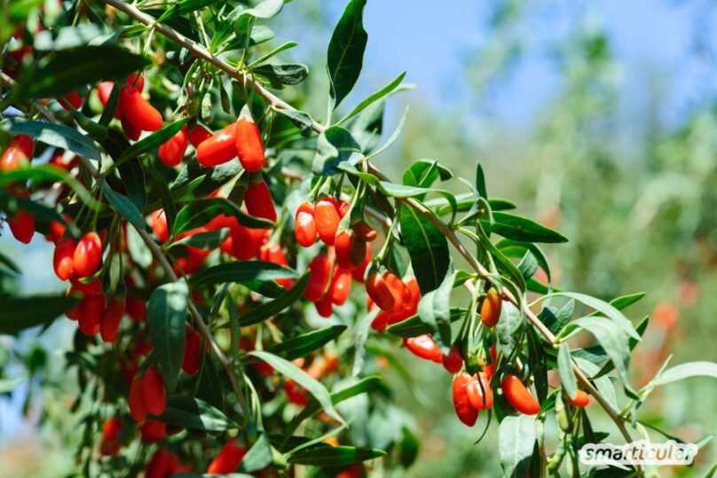 Goji-Beere anpflanzen - Superfood ernten statt kaufen  smarticular Verlag