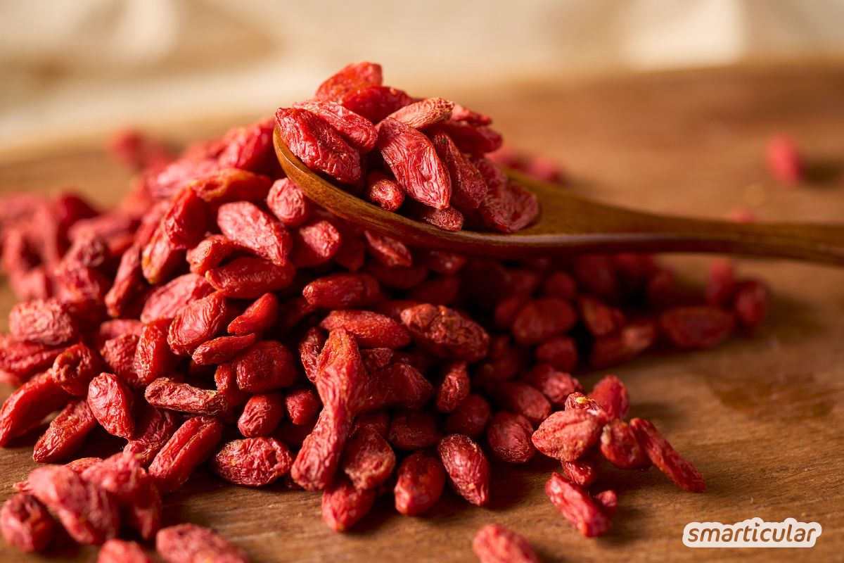 Du willst eine Goji Beere anpflanzen? Erfahre alles über den besten Standort und die richtige Pflege für eine reiche Ernte im Garten.