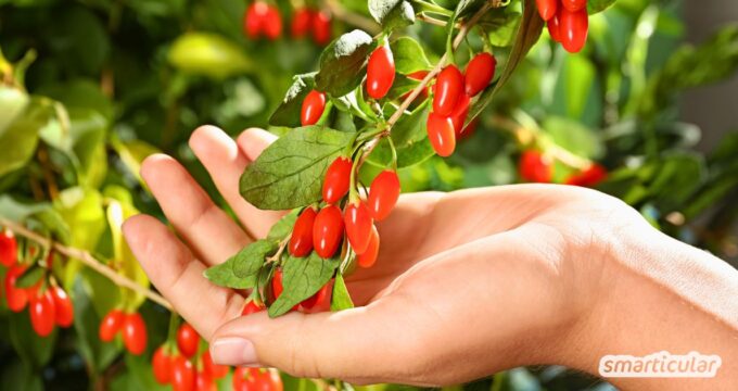 Du willst eine Goji Beere anpflanzen? Erfahre alles über den besten Standort und die richtige Pflege für eine reiche Ernte im Garten.