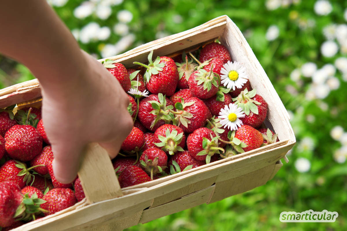 Der Saisonkalender Juni verrät dir, welche regionale Obst- und Gemüsesorten jetzt reif sind - zum Beispiel Erdbeeren, Johannisbeeren, Kirschen, Bohnen, Erbsen und Blumenkohl.