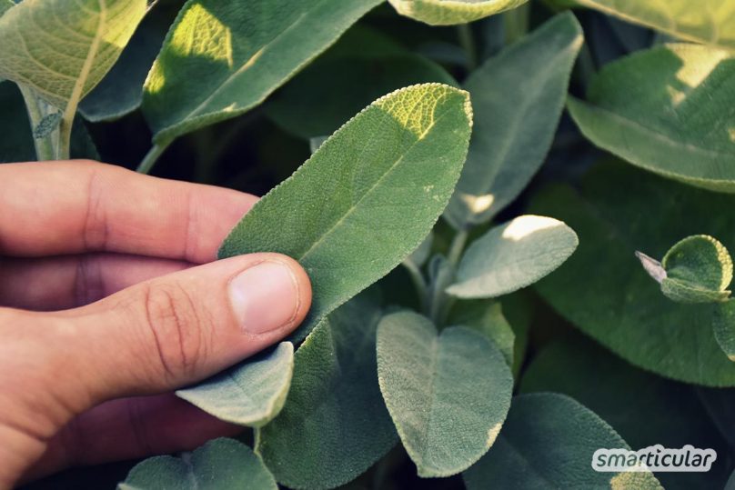 Salbei wird in Form von Salbeitee oder Salbeibonbons vielfältig für die Gesundheit verwendet. Und auch als Küchenkraut würzt er Gerichte wie etwa Salbeinudeln - ein wahres Wunderkraut!