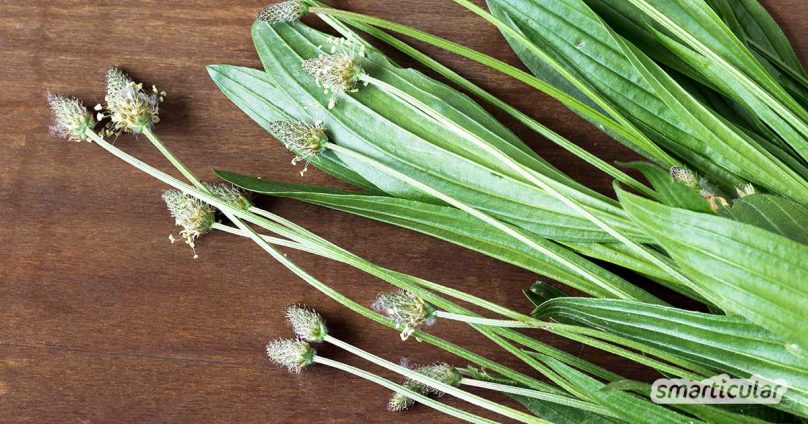 Spitzwegerich ist fast überall zu finden! Die heilkräftige Pflanze eignet sich für die Hausapotheke ebenso gut wie als gesunde Zutat für die Küche.