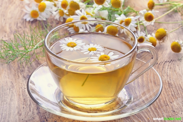hte Kamille (Matricaria chamomilla) - erkennen, sammeln, vielseitig und leicht für deine Gesundheit anwenden. z.B. als Tee, in einer Salbe oder Tinktur!