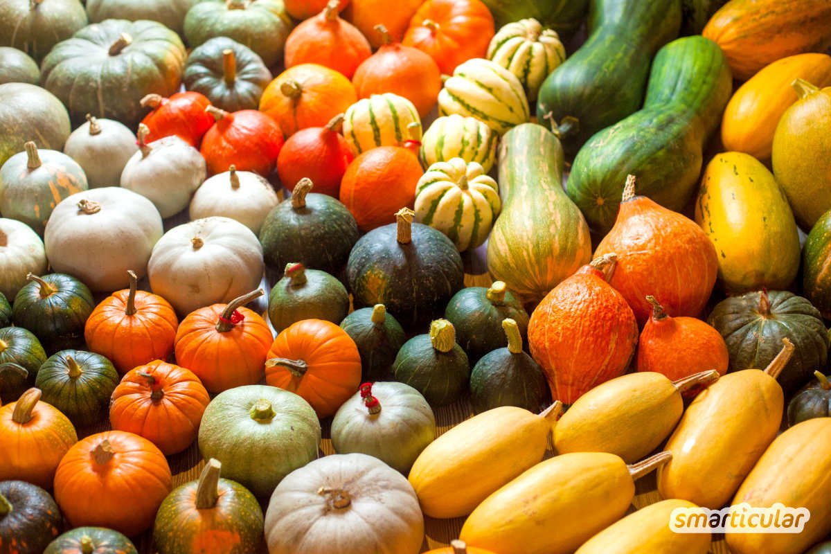 Der Saisonkalender August verrät dir, welche regionale Obst- und Gemüsesorten jetzt reif sind - zum Beispiel Äpfel, Birnen, Kürbisse und Mais.