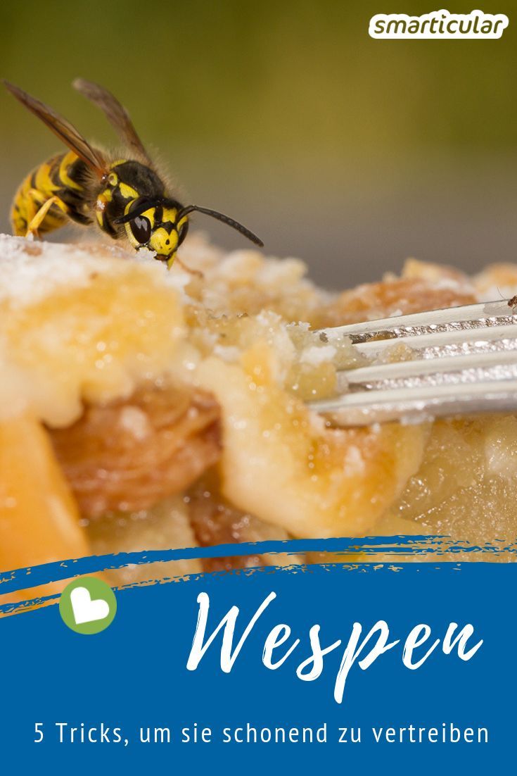 Beim Frühstück oder Kaffeekränzchen im Freien wird man immer wieder von Wespen gestört. Mit diesen Tricks vertreibst du die lästigen Insekten, ohne ihnen zu schaden.