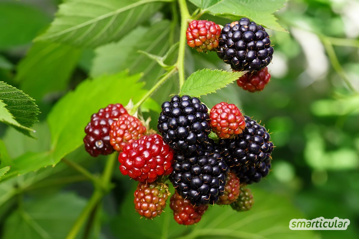 Im August kannst du in der Natur viel ernten! Entdecke gesunde, nährstoffreiche Wildpflanzen, Kräuter und Früchte für Küche und Gesundheit.