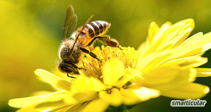 Du bist um die Bienen besorgt und unterschreibst jede Petition? Diese 13 Dinge kannst du im Alltag unternehmen, um das Leben der Bienen zu erleichtern.