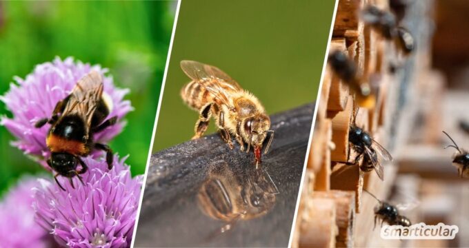 Erfahre den wichtigen Unterschied zwischen Honig- und Wildbienen und wie du ihnen helfen kannst – für mehr Artenvielfalt vor deiner Haustür.