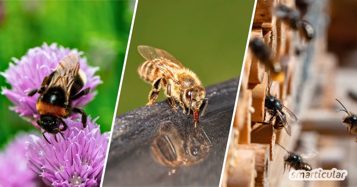 Erfahre den wichtigen Unterschied zwischen Honig- und Wildbienen und wie du ihnen helfen kannst – für mehr Artenvielfalt vor deiner Haustür.