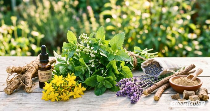 Ständig unter Strom? Diese 6 Heilpflanzen gegen Stress schenken dir sanft Ruhe und Entspannung – ganz ohne Chemie. Inklusive Rezepten!