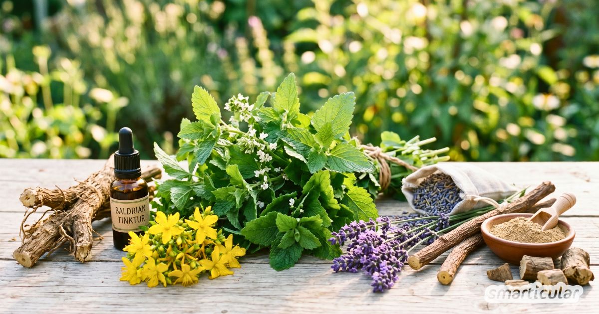 Ständig unter Strom? Diese 6 Heilpflanzen gegen Stress schenken dir sanft Ruhe und Entspannung – ganz ohne Chemie. Inklusive Rezepten!