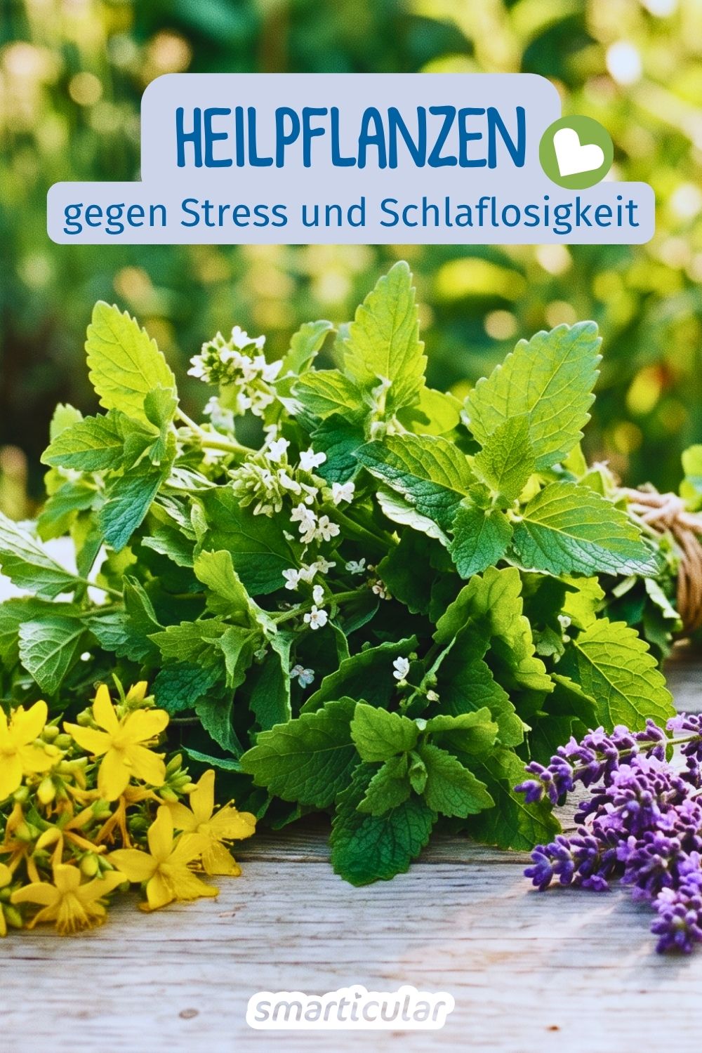 Ständig unter Strom? Diese 6 Heilpflanzen gegen Stress schenken dir sanft Ruhe und Entspannung – ganz ohne Chemie. Inklusive Rezepten!