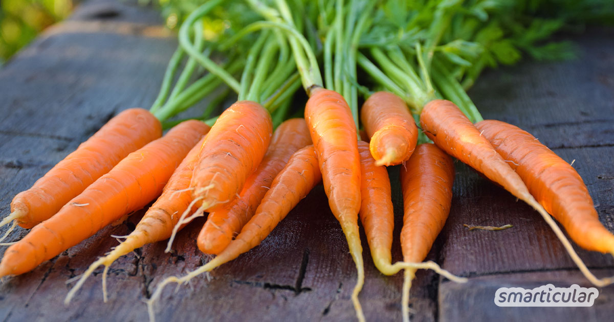 Karotten sind gesund für Augen, Herz, Darm und die Haut. Hier findest du außergewöhnliche Rezepte zur inneren und äußeren Anwendung!