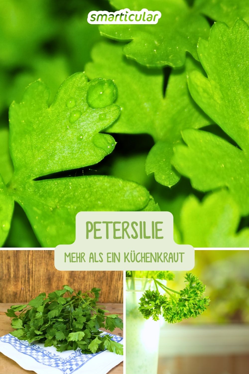 Petersilie ist mehr als ein Küchenkraut: Erfahre, wie sie deine Gesundheit unterstützt, was sie wertvoll macht und wie du sie anwendest.
