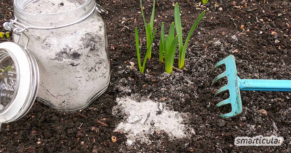 Asche als Dünger versorgt Gartenpflanzen mit Nährstoffen. Hier erfährst du, wie ein Holzasche-Dünger hergestellt wird und welche Pflanzen davon profitieren.