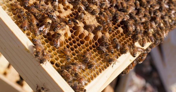 Das Bienenprodukt Propolis wird seit Jahrtausenden in verschiedenen Kulturen eingesetzt. So kannst auch du es für deine Gesundheit nutzen.