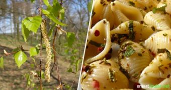 Die jungen Blätter der Birke und ihre Knospen sind vitalstoffreich und können deinen Speiseplan im Frühling hervorragend ergänzen. Hier die besten Rezepte.