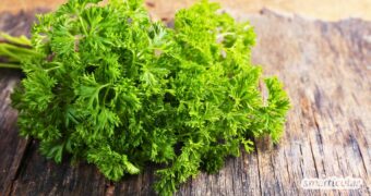 Petersilie verleiht nicht nur zahlreichen Rezepten das gewisse Etwas, das regionale Küchenkraut enthält auch überraschend viele Vitalstoffe.