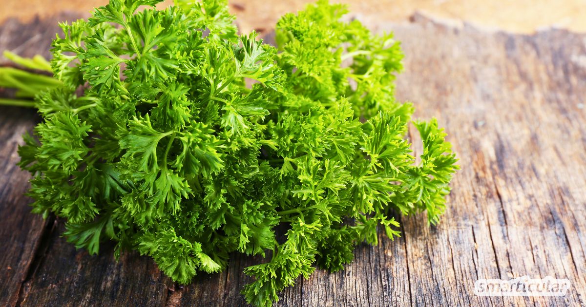 Petersilie verleiht nicht nur zahlreichen Rezepten das gewisse Etwas, das regionale Küchenkraut enthält auch überraschend viele Vitalstoffe.