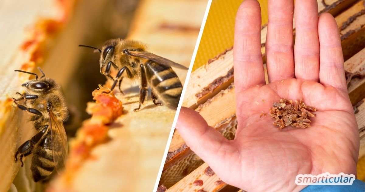 Was ist Propolis und wie wirkt es? Erfahre alles über die Inhaltsstoffe, Risiken und Anwendungsmöglichkeiten des potenten Bienenharzes.