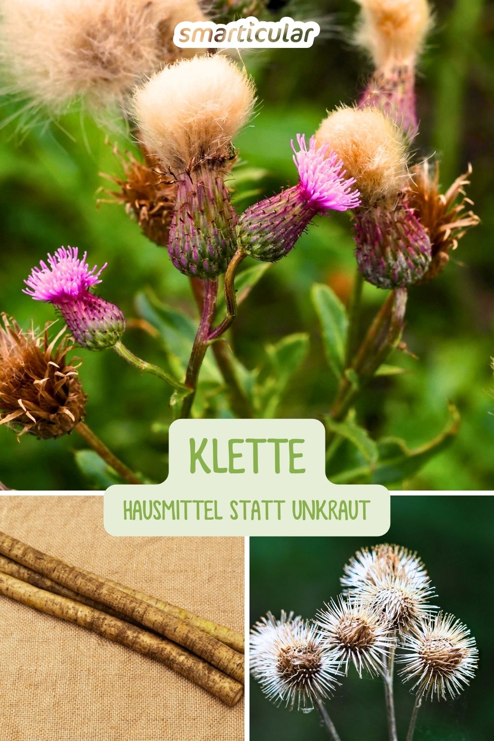 Die Klette ist mehr als ein „Unkraut“. Erfahre, wie du ihre Wurzeln, Samen und Blätter für Gesundheit, Haut und Haare nutzen kannst.