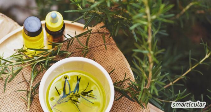 Rosmarin ist mehr als ein Küchenkraut: Erfahre, wie du ihn für Verdauung, Wohlbefinden, Haarpflege und Rezepte nutzen kannst.